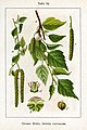 Illustration of Betula pendula (rauduskoivu)