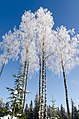 Don't fear the frosty birches, in addition to "allergens" they contain the cure for the allergy against its pollen