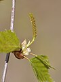 Silver Birch early-stage female flowerings