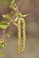 Silver Birch (Betula pendula) male flowerings
