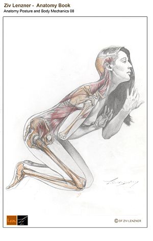 Anatomy posture and body mechanics 08.web.jpg