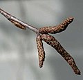 Betula pendula early-stage male catkins
