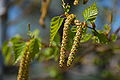 Betula pendula late-stage female flowerings