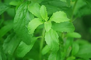 Stevia plant.jpg