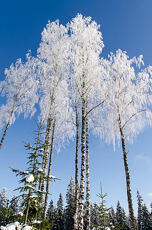 Frosty Birches - panoramio.jpg