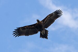 Wedge tailed eagle in flight04.jpg