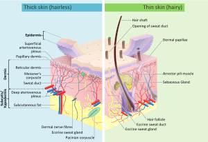 Skin layers.svg
